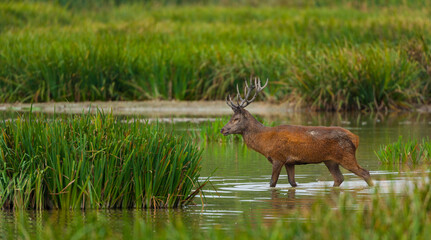 RED DEER - CIERVO COMUN O ROJO (Cervus elaphus)