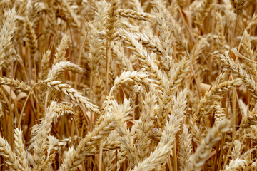 Ripe ears of rye and wheat in the field. Large grains, close-up.