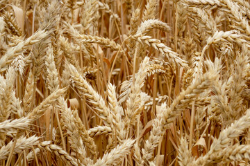 Ripe ears of rye and wheat in the field. Large grains, close-up.