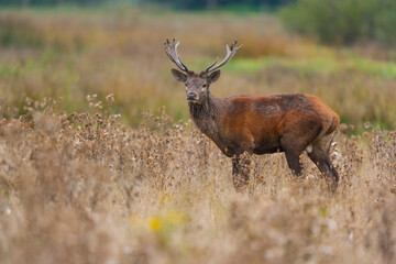 RED DEER - CIERVO COMUN O ROJO (Cervus elaphus)