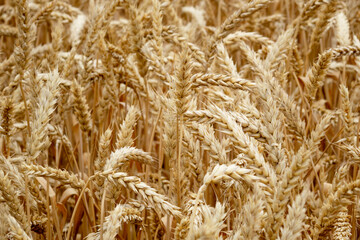 Ripe ears of rye and wheat in the field. Large grains, close-up.