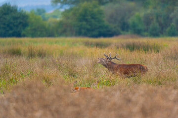 RED DEER - CIERVO COMUN O ROJO (Cervus elaphus)
