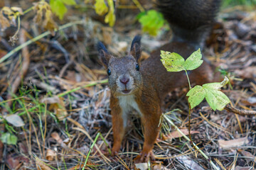 portrait of a red squirrel near a Bush