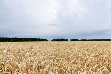 large farm field of rye before harvest. Harvesting the farm in July.