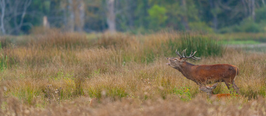 RED DEER - CIERVO COMUN O ROJO (Cervus elaphus)