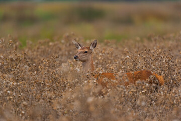 RED DEER - CIERVO COMUN O ROJO (Cervus elaphus)