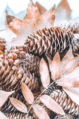 pine cones and yellow autumn leaves. autumn still life with pine cones and rowan trees tectura of yellow autumn cones and pine cones. autumn-winter still life with leaves and rowan