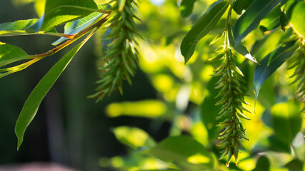 green leaves in the sun