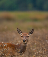RED DEER - CIERVO COMUN O ROJO (Cervus elaphus)