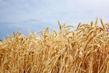 Fototapeta na wymiar Ears of wheat in the field. Harvesting on a farm in August