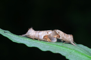 Moths mate on plant leaves, North China Plain