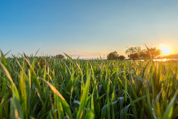 The stalks of wheat at dawn in the morning