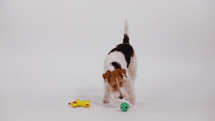 Fox Terrier playing in the studio on a white background in slow motion. The dog has two toys to choose from, but he likes the green ball that he runs after and which he grabs with his teeth. Close up.