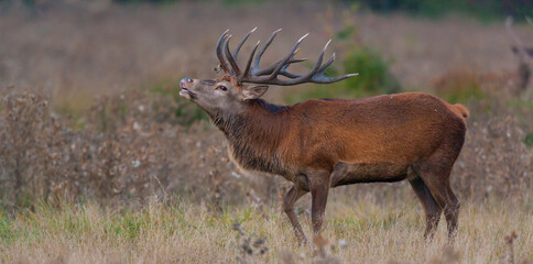 RED DEER - CIERVO COMUN O ROJO (Cervus elaphus)