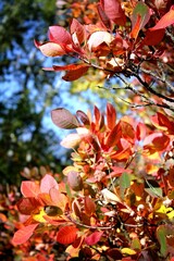 autumn leaves in the park