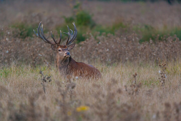 RED DEER - CIERVO COMUN O ROJO (Cervus elaphus)