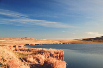 Yellow reeds in the autumn at a salt lake in southern Russia
