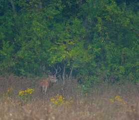 RED DEER - CIERVO COMUN O ROJO (Cervus elaphus)