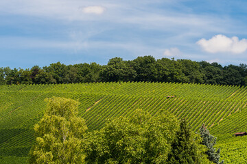 Fototapeta na wymiar Weinberge, Weinanbau, grüne Bäume am Horizont in Baden Württemberg in Deutschland 