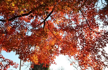 秋　もみじ　風景　癒し　風情