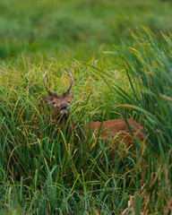 RED DEER - CIERVO COMUN O ROJO (Cervus elaphus)