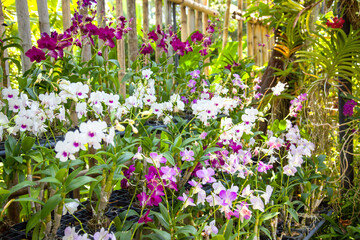 bushes of white and purple orchids at the Botanical garden in Thailand