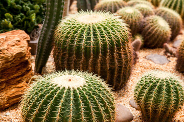 amazing cacti in the Botanical garden in Thailand