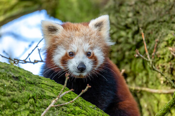 red panda in tree