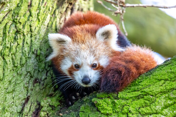 Obraz premium red panda in tree