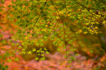 紅葉が映える西山 善峯寺の光輝くカエデ葉