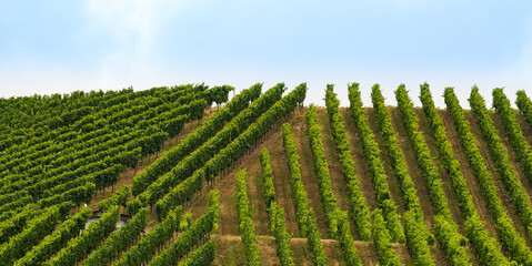 Weinberge, Weinanbau, grüne Bäume am Horizont in Baden Württemberg in Deutschland
