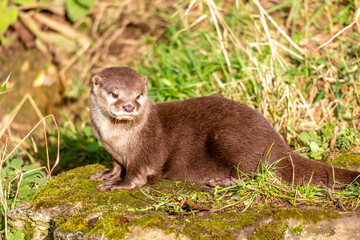 otter on the grass