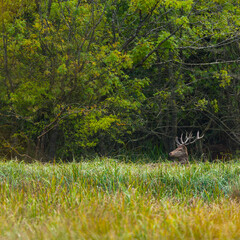 RED DEER - CIERVO COMUN O ROJO (Cervus elaphus)