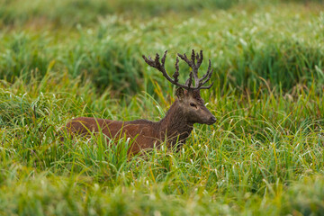 RED DEER - CIERVO COMUN O ROJO (Cervus elaphus)