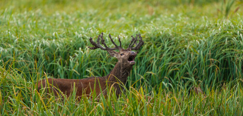 RED DEER - CIERVO COMUN O ROJO (Cervus elaphus)