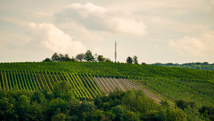 Weinberge, Weinanbau, grüne Bäume am Horizont in Baden Württemberg in Deutschland
