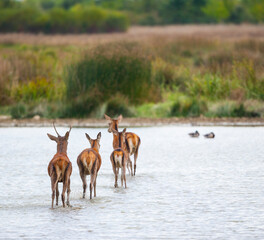 RED DEER - CIERVO COMUN O ROJO (Cervus elaphus)