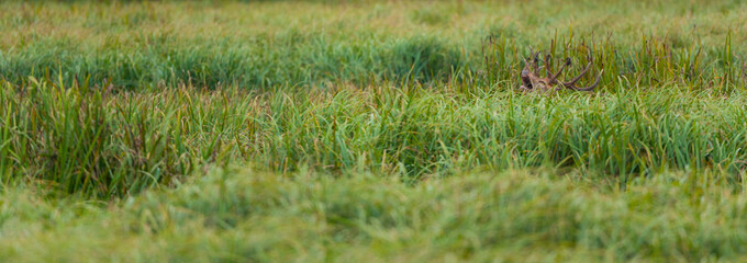 RED DEER - CIERVO COMUN O ROJO (Cervus elaphus)