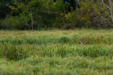 RED DEER - CIERVO COMUN O ROJO (Cervus elaphus)