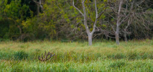 RED DEER - CIERVO COMUN O ROJO (Cervus elaphus)