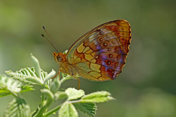 Blackberry Brentisi butterfly / Brenthis daphne