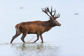 RED DEER - CIERVO COMUN O ROJO (Cervus elaphus)