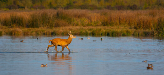 RED DEER - CIERVO COMUN O ROJO (Cervus elaphus)