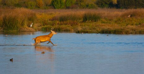 RED DEER - CIERVO COMUN O ROJO (Cervus elaphus)