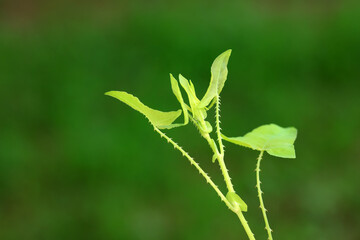 Chinese medicinal plant Polygonum scandens