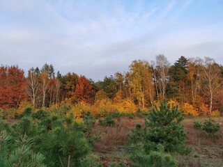Colorful trees in the park. Autumn.