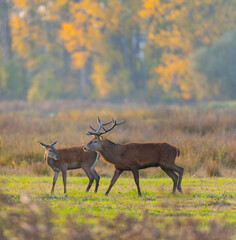 RED DEER - CIERVO COMUN O ROJO (Cervus elaphus)