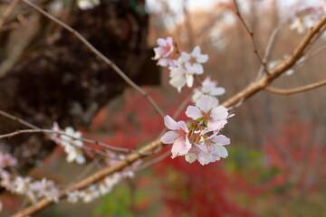 冬桜