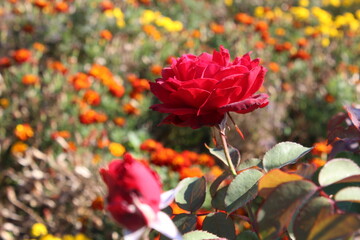 Red rose in a garden full of flowers - Spring time