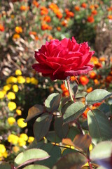 Beautiful red rose in a garden in Spring
